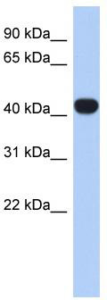 Typical titration curve of anti human CNP in a competitive ELISA with this antibody