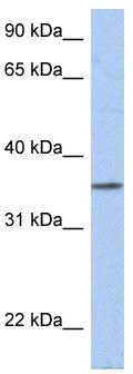 WB Suggested Anti-PRR18 Antibody Titration: 0.2-1 ug/ml; ELISA Titer: 1:1562500; Positive Control: Human Small Intestine