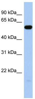 WB Suggested Anti-ILDR1 Antibody Titration: 0.2-1 ug/ml; ELISA Titer: 1:312500; Positive Control: Human brain