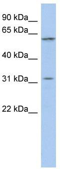 Typical titration curve of BNP-26 in a competitive ELISA with this antibody