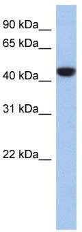WB Suggested Anti-C2orf53 Antibody Titration: 0.2-1 ug/ml; ELISA Titer: 1:1562500; Positive Control: 721_B cell lysate