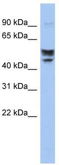 WB Suggested Anti-SERINC2 Antibody Titration: 0.2-1 ug/ml; ELISA Titer: 1:312500; Positive Control: Jurkat cell lysate