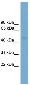 WB Suggested Anti-SERINC2 Antibody Titration: 0.2-1 ug/ml; ELISA Titer: 1:1562500; Positive Control: 293T cell lysate
