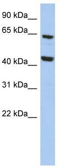 WB Suggested Anti-EFHA2 Antibody Titration: 0.2-1 ug/ml; ELISA Titer: 1:312500; Positive Control: HepG2 cell lysate