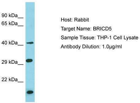 Host: Rabbit; Target Name: BRICD5; Sample Tissue: THP-1 Whole Cell lysates; Antibody Dilution: 1.0 ug/ml