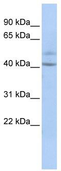 WB Suggested Anti-SPATC1 Antibody Titration: 0.2-1 ug/ml; ELISA Titer: 1:1562500; Positive Control: HepG2 cell lysate