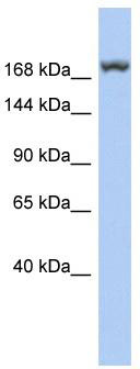 WB Suggested Anti-LRRC37A3 Antibody Titration: 0.2-1 ug/ml; ELISA Titer: 1:312500; Positive Control: Human Lung