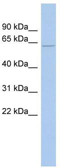 WB Suggested Anti-ODF2L Antibody Titration: 0.2-1 ug/ml; ELISA Titer: 1:62500; Positive Control: 721_B cell lysate