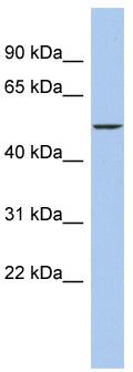 WB Suggested Anti-DALRD3 Antibody Titration: 0.2-1 ug/ml; ELISA Titer: 1:62500; Positive Control: HepG2 cell lysate