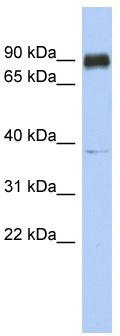 WB Suggested Anti-CCDC157 Antibody Titration: 0.2-1 ug/ml; ELISA Titer: 1:1562500; Positive Control: Human heart