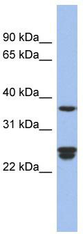 WB Suggested Anti-OAZ2 Antibody Titration: 0.2-1 ug/ml; ELISA Titer: 1:1562500; Positive Control: Human Liver