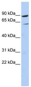 Western blot analysis of extracts of various cell lines, using CDKN1A/p21CIP1 antibody (TA374580) at 1:1000 dilution.|Secondary antibody: HRP Goat Anti-Rabbit IgG (H+L) at 1:10000 dilution.|Lysates/proteins: 25ug per lane.|Blocking buffer: 3% nonfat dry milk in TBST.|Detection: ECL Basic Kit .|Exposure time: 180s.