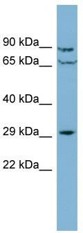 Western blot analysis of extracts of various cell lines, using E-Cadherin antibody (TA374521) at 1:1000 dilution.|Secondary antibody: HRP Goat Anti-Rabbit IgG (H+L) at 1:10000 dilution.|Lysates/proteins: 25ug per lane.|Blocking buffer: 3% nonfat dry milk in TBST.|Detection: ECL Basic Kit .|Exposure time: 10s.