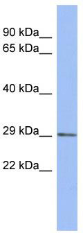 WB Suggested Anti-CXorf26 Antibody Titration: 0.2-1 ug/ml; ELISA Titer: 1:1562500; Positive Control: Human heart