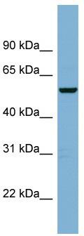 WB Suggested Anti-C2orf29 Antibody Titration: 0.2-1 ug/ml; ELISA Titer: 1:1562500; Positive Control: MCF7 cell lysate
