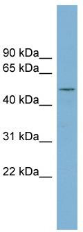 WB Suggested Anti-RNPEPL1 Antibody Titration: 0.2-1 ug/ml; Positive Control: THP-1 cell lysate