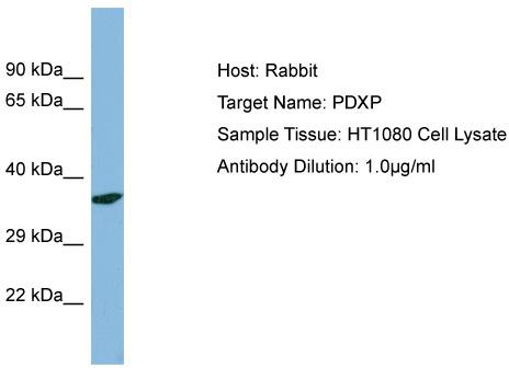 Host: Rabbit; Target Name: PDXP; Sample Tissue: HT1080 Whole Cell lysates; Antibody Dilution: 1.0 ug/ml