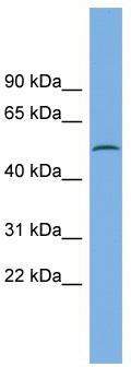 WB Suggested Anti-CAMK1G Antibody Titration: 0.2-1 ug/ml; ELISA Titer: 1:1562500; Positive Control: U937 cell lysate