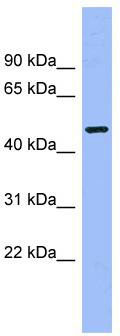 WB Suggested Anti-CAMK1G Antibody Titration: 0.2-1 ug/ml; ELISA Titer: 1:1562500; Positive Control: Jurkat cell lysate