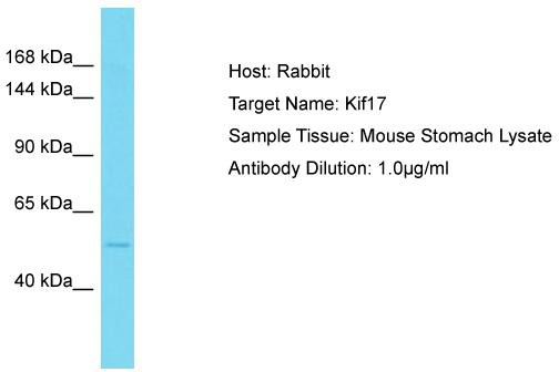 Host: Rabbit; Target Name: Kif17; Sample Tissue: Mouse Stomach lysates; Antibody Dilution: 1.0 ug/ml