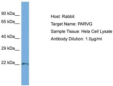 Host: Rabbit; Target Name: PARVG; Sample Tissue: Hela Whole Cell lysates; Antibody Dilution: 1.0 ug/ml