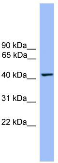WB Suggested Anti-THEG Antibody Titration: 0.2-1 ug/ml; ELISA Titer: 1:62500; Positive Control: Human heart