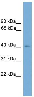 WB Suggested Anti-THEG Antibody Titration: 0.2-1 ug/ml; ELISA Titer: 1:0; Positive Control: Hela cell lysate