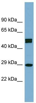 WB Suggested Anti-HOXC8 Antibody Titration: 0.2-1 ug/ml; ELISA Titer: 1:312500; Positive Control: THP-1 cell lysate