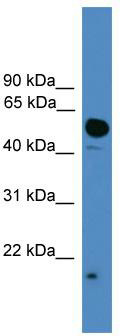 WB Suggested Anti-UBL4A Antibody Titration: 0.2-1 ug/ml; ELISA Titer: 1:312500; Positive Control: HepG2 cell lysate