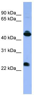 WB Suggested Anti-OPN1MW Antibody Titration: 0.2-1 ug/ml; ELISA Titer: 1:62500; Positive Control: HepG2 cell lysate