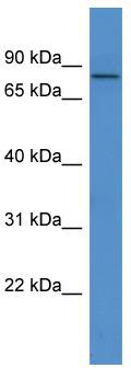 WB Suggested Anti-COL9A3 Antibody Titration: 0.2-1 ug/ml; ELISA Titer: 1:62500; Positive Control: Human heart