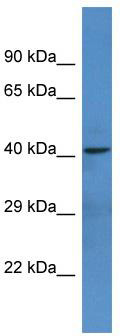Host: Rabbit; Target Name: NTNG1; Sample Tissue: U937 Whole Cell lysates; Antibody Dilution: 1.0 ug/ml