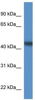 WB Suggested Anti-PNMA6A Antibody Titration: 0.2-1 ug/ml; ELISA Titer: 1:312500; Positive Control: Human Lung