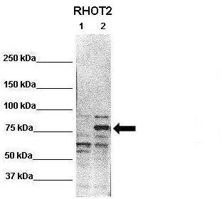 WB Suggested Anti-RHOT2 Antibody ; Positive Control: Lane 1: 20ug untransfected HEK293T Lane 2: 20ug RHOT2 transfected HEK293T; Primary Antibody Dilution : 1:1000; Secondary Antibody : Anti-rabbit-HRP; Secondry Antibody Dilution : 1:2000; Submitted by: Ji