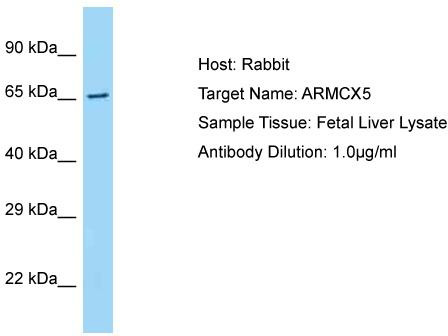 Host: Rabbit; Target Name: ARMCX5; Sample Tissue: Fetal Liver lysates; Antibody Dilution: 1.0 ug/ml