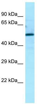 WB Suggested Anti-ATG13 Antibody; Titration: 1.0 ug/ml; Positive Control: 293T Whole Cell There is BioGPS gene expression data showing that ATG13 is expressed in HEK293T