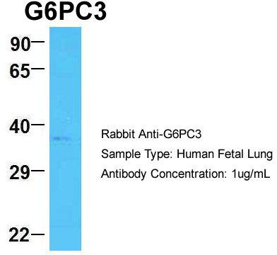 Host: Rabbit; Target Name: G6PC3; Sample Tissue: Human Fetal Lung; Antibody Dilution: 1.0 ug/ml