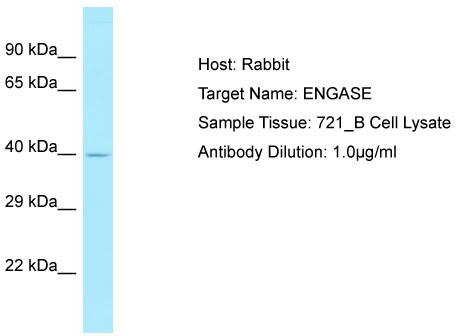 Host: Rabbit; Target Name: ENGASE; Sample Tissue: 721_B Whole Cell lysates; Antibody Dilution: 1.0 ug/ml