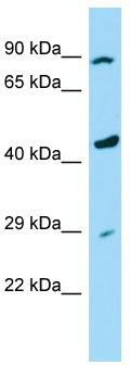 Host: Rabbit; Target Name: RASSF9; Sample Tissue: U937 Whole Cell lysates; Antibody Dilution: 1.0 ug/ml