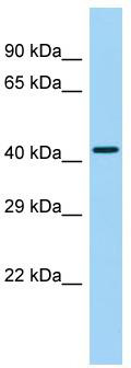 Host: Rabbit; Target Name: GPR25; Sample Tissue: Placenta lysates; Antibody Dilution: 1.0ug/ml