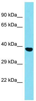 Host: Rabbit; Target Name: SGCZ; Sample Tissue: HepG2 Whole Cell lysates; Antibody Dilution: 1.0ug/ml