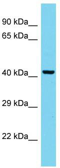 Host: Rabbit; Target Name: MARC2; Sample Tissue: HepG2 Whole Cell lysates; Antibody Dilution: 1.0ug/ml