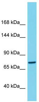 Host: Rabbit; Target Name: C1orf112; Sample Tissue: THP-1 Whole Cell lysates; Antibody Dilution: 1.0ug/ml