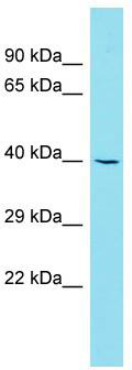 Host: Rabbit; Target Name: C7orf26; Sample Tissue: THP-1 Whole Cell lysates; Antibody Dilution: 1.0ug/ml
