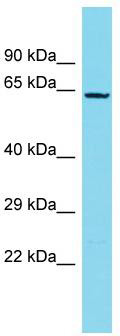 Host: Rabbit; Target Name: NDNF; Sample Tissue: MCF7 Whole Cell lysates; Antibody Dilution: 1.0ug/ml