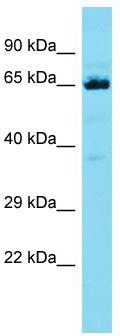 Host: Rabbit; Target Name: CCDC48; Sample Tissue: HT1080 Whole Cell lysates; Antibody Dilution: 1.0ug/ml
