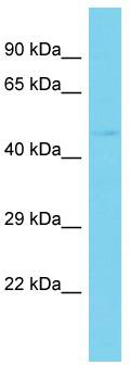 Host: Rabbit; Target Name: C2orf54; Sample Tissue: Hela Whole cell lysates; Antibody Dilution: 1.0ug/ml
