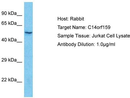 Host: Rabbit; Target Name: C14orf159; Sample Tissue: Jurkat Whole Cell lysates; Antibody Dilution: 1.0ug/ml