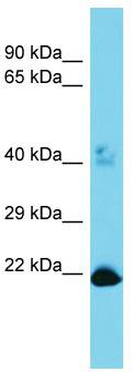 Host: Rabbit; Target Name: C16orf13; Sample Tissue: 293T Whole Cell lysates; Antibody Dilution: 1.0 ug/ml.