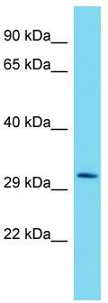 Host: Rabbit; Target Name: MLIP; Sample Tissue: HepG2 Whole Cell lysates; Antibody Dilution: 1.0 ug/ml.